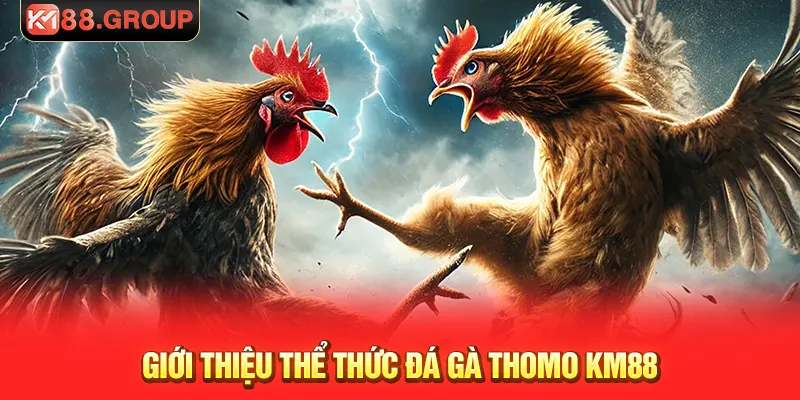 Giới thiệu thể thức đá gà thomo KM88