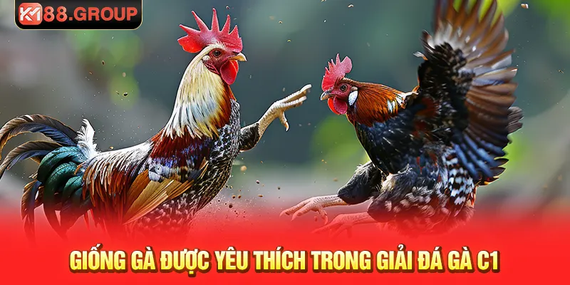 Giống gà được yêu thích trong giải đá gà c1