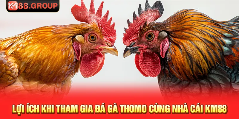 Lợi ích khi tham gia đá gà thomo cùng nhà cái KM88